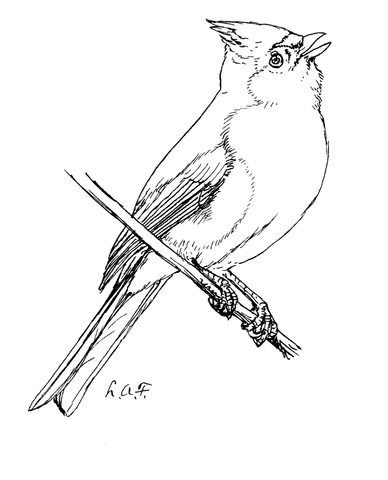 Tufted Titmouse Coloring Page